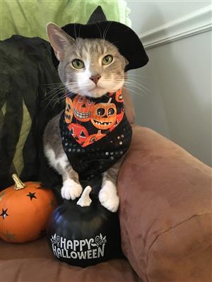 2022 Pet Costume Winner